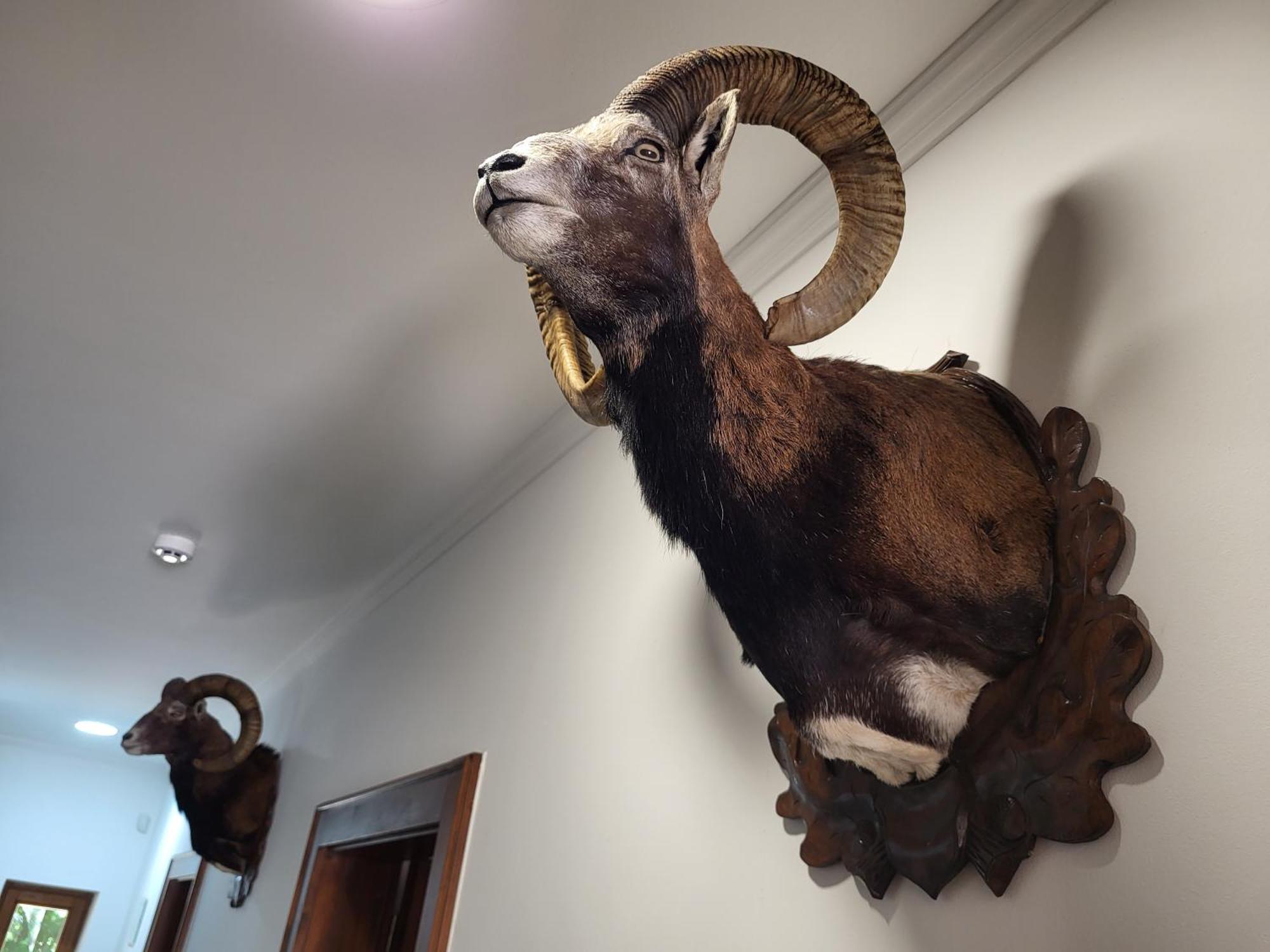 Bózsva Senyoi Vendeghaz Bed & Breakfast エクステリア 写真